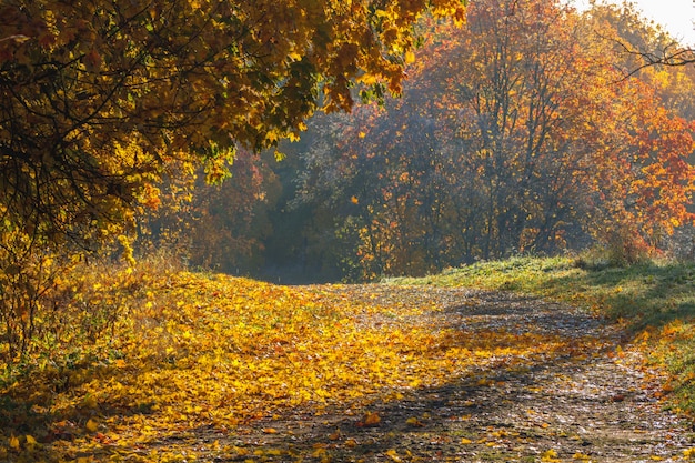 Herfst weg in het park. Zonnig natuurlijk landschap.