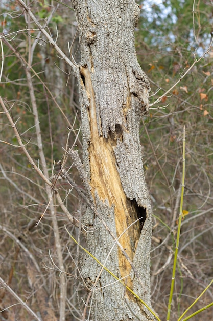 Foto herfst winterboom zonder bladeren oude houten stammen met oude schors en bruine achtergrondbomen