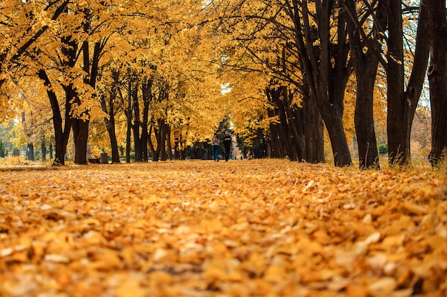 Herfst zonnig landschap. De weg naar het herfstpark met bomen en gevallen herfstbladeren op de grond in het park op een zonnige oktoberdag. Sjabloon voor ontwerp. Kopieer ruimte.