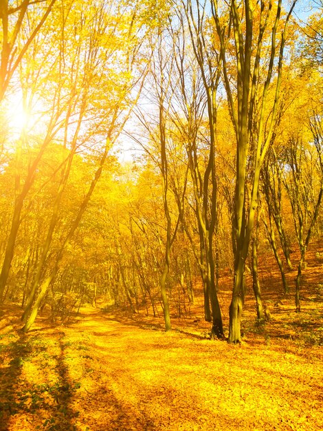 Herfst zonnig landschap. Mooie herfst bomen bladeren in het park.