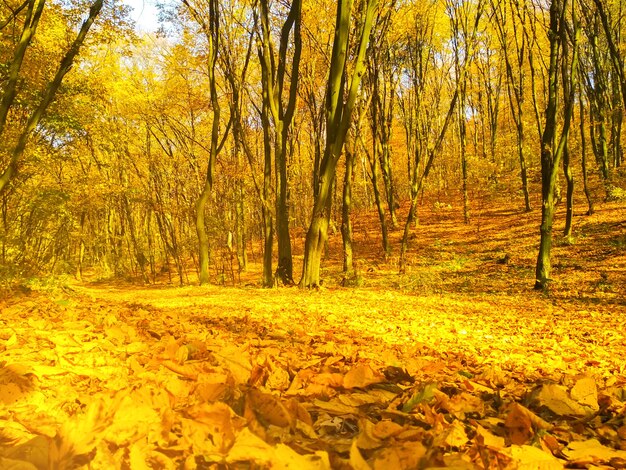 Herfst zonnig landschap. Mooie herfst bomen bladeren in het park.