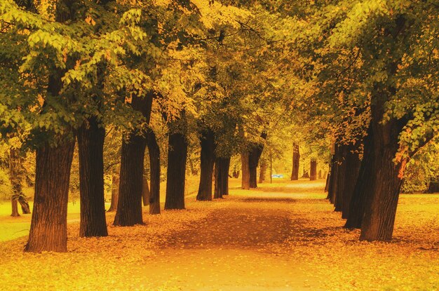 Herfst zonnig park