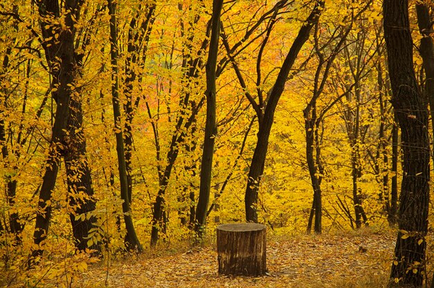 Herfst zonnig park