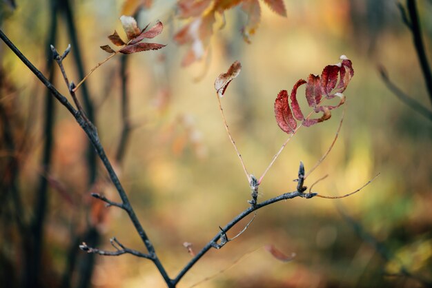 Herfst