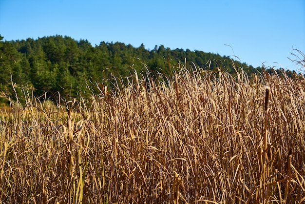 Herfst