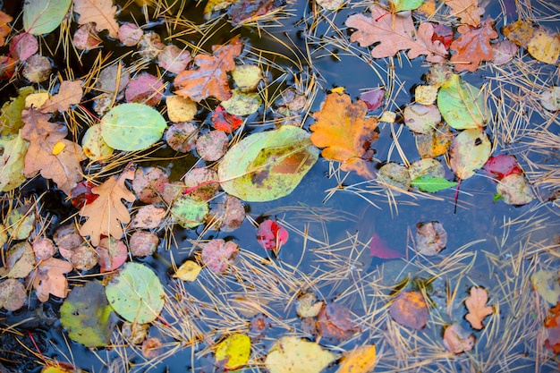 Herfstachtergrond Gele gevallen bladeren in het water Bosbladtextuur