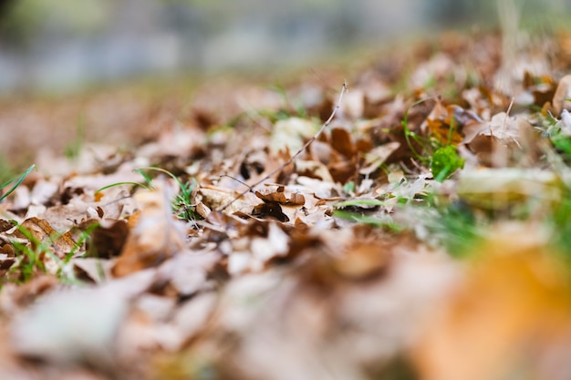 Herfstachtergrond met droog boomgebladerte, bruine en groene kleuren en bokeh, herfstseizoenpatroon