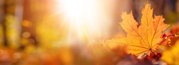 Foto herfstachtergrond met esdoornblad in het bos ter plaatse bij zonnig weer in warme oranje en gele tinten