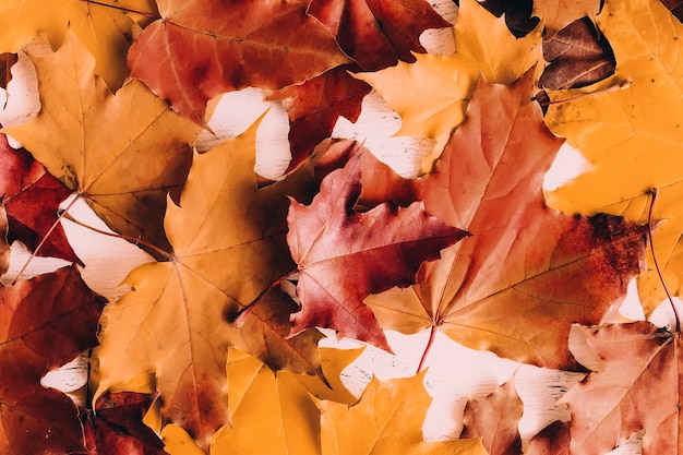 Herfstachtergrond met kleurrijke heldere bladeren