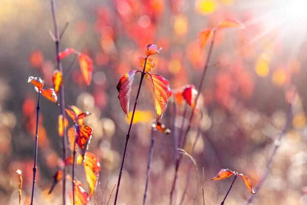 Herfstachtergrond met kleurrijke herfstbladeren op een onscherpe achtergrond bij zonnig weer