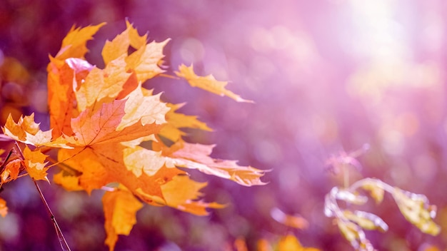 Herfstachtergrond met oranje esdoornbladeren aan een boom bij zonnig weer op een onscherpe achtergrond