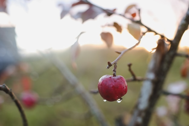 Herfstachtergrond met rode appels op takken in de tuin