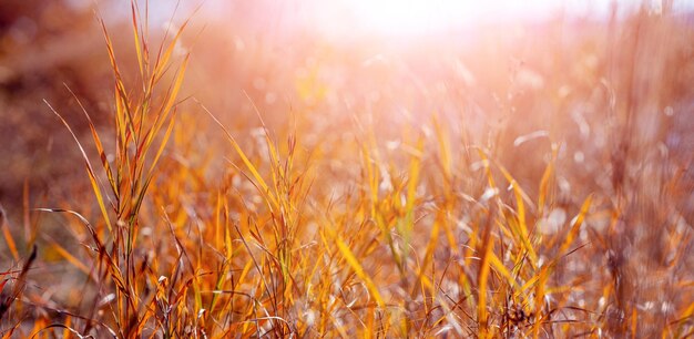Herfstachtergrond met struikgewas van droog gras op een onscherpe achtergrond in fel zonlicht