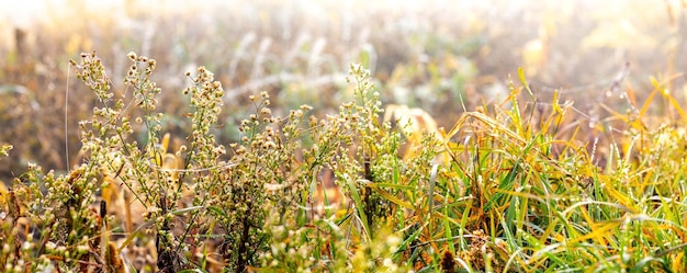 Herfstachtergrond met struikgewas van gras en onkruid bij zonnig weer