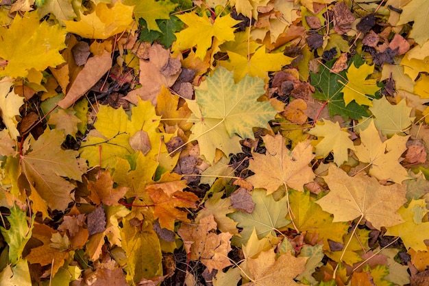 Herfstachtergrond van felgele esdoornbladeren op droog gras