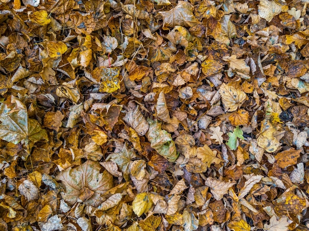 Herfstachtergrond van verschillende soorten gevallen houten bladeren met selectieve focus