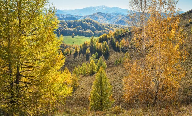 Herfstbeeld Gele bomen op de heuveltoppen in een blauwe nevel