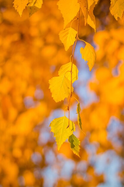 Herfstberkenbos met gele bladeren