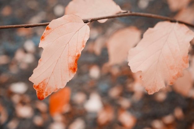 herfstblad aan de boomtak