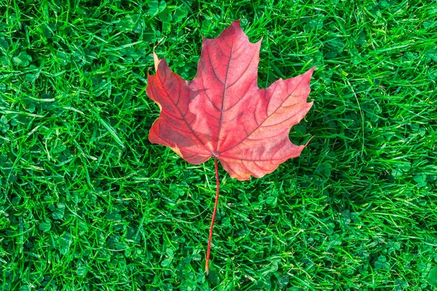 Herfstblad esdoorn op groen gras