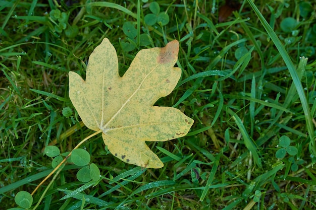 Herfstblad geel op groen gras