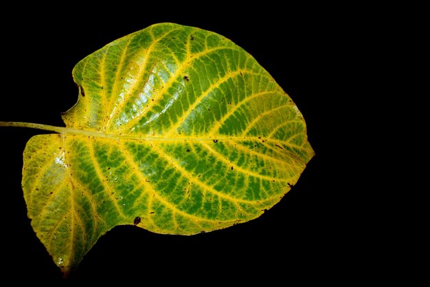 Foto herfstblad geïsoleerd op zwart