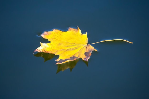 Herfstblad ligt op het water van de meerseizoenen van de natuur