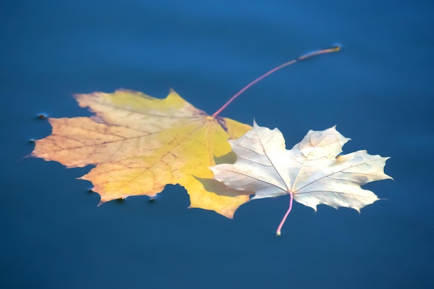 Herfstblad ligt op het water van de meerseizoenen van de natuur