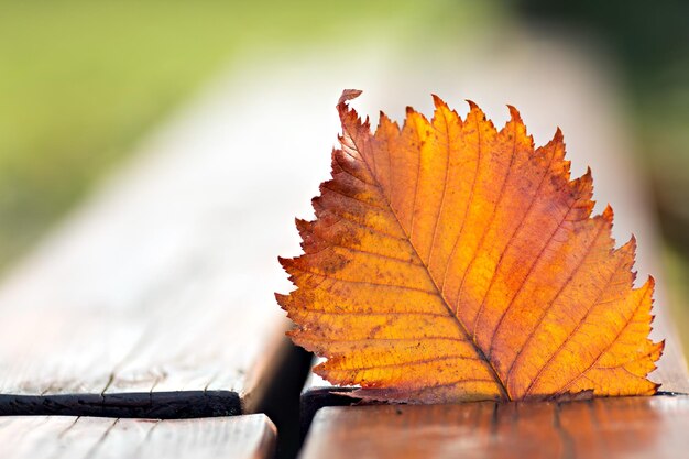 Herfstblad op de bank in het herfstconcept van het park