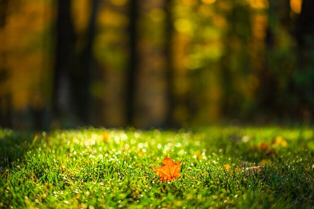 Herfstblad op groen gras in bos met selectieve focus