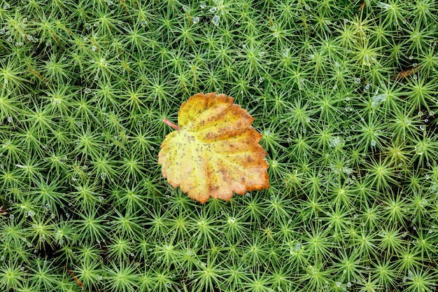 Herfstblad op groen plantaardig patroon gras en natte mos close-up macro achtergrond weergave van bovenaf