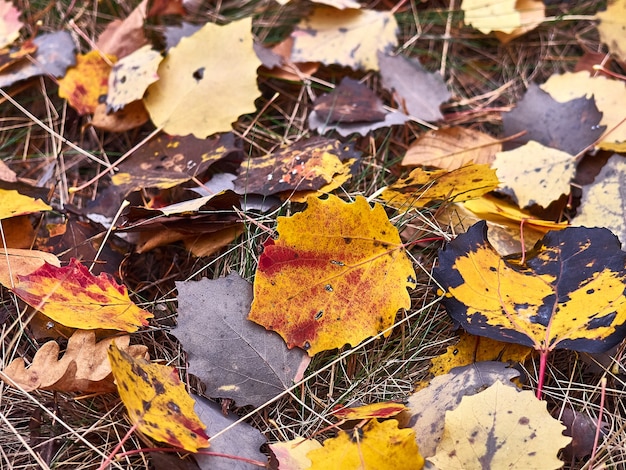 Herfstblad op het gras.