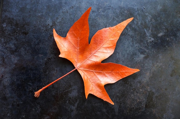 Herfstblad op zwarte achtergrond