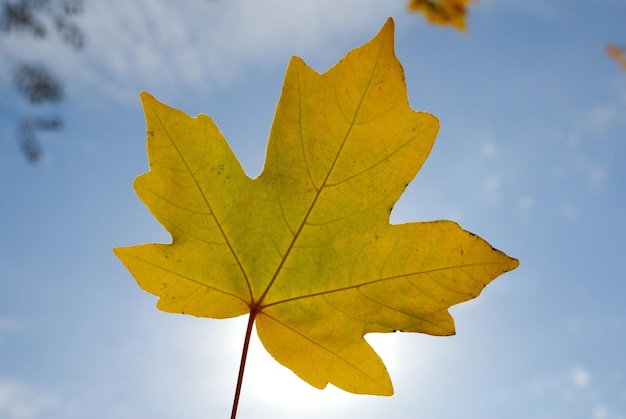 Herfstblad tegen de zon