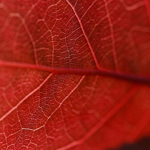 Herfstblad textuur close-up