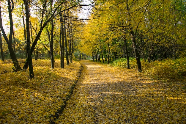 Herfstblad vallen in Vinnovskaya grove Ulyanovsk Rusland