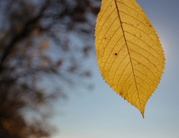 herfstblad van de boom valt op de grond