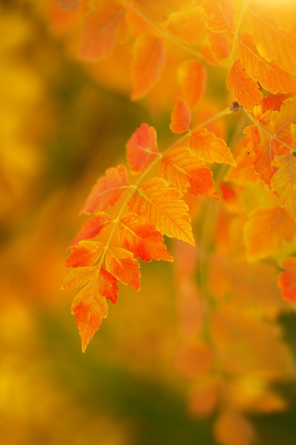 Herfstblad van de boom.