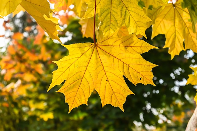 Herfstbladeren aan bomen