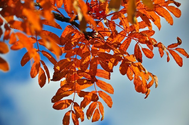 Herfstbladeren aan de takken