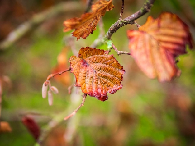 herfstbladeren aan een boom. close-up van gedroogd blad