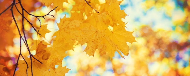 Herfstbladeren aan een boom Selectieve focus