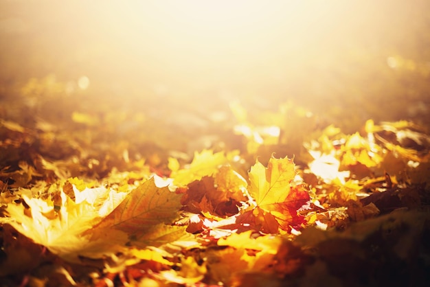 Herfstbladeren achtergrond Geel esdoornblad over vage textuur met kopieerruimte Concept van herfstseizoen Gouden herfstkaart