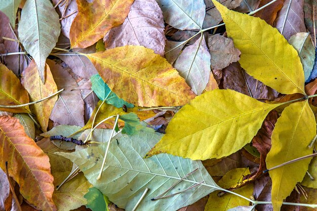 Herfstbladeren achtergrond groen geel rood dag