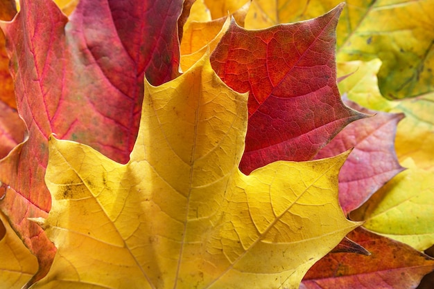 Herfstbladeren achtergrond groen geel rood dag