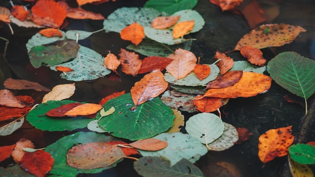 Herfstbladeren Achtergrond - Herfstbladeren achtergrond