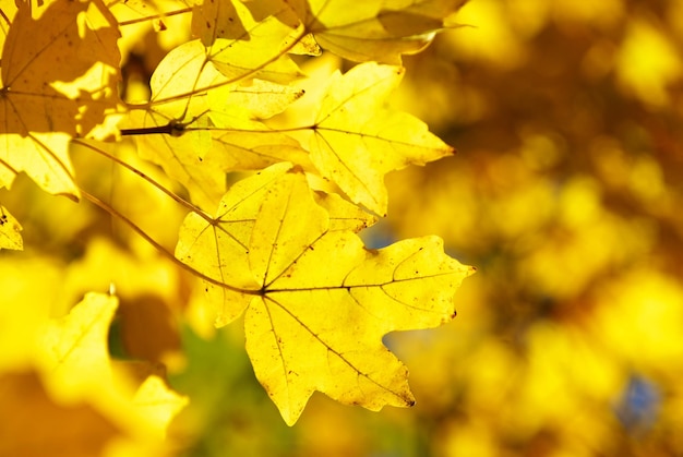 Herfstbladeren achtergrond in zonnige dag