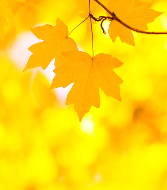 Herfstbladeren achtergrond in zonnige dag