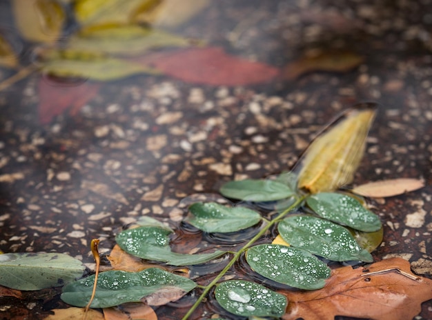 Herfstbladeren bij de plas