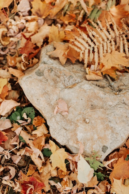 Herfstbladeren close-up liggen op de grond in het herfstlandschap van het park